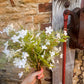 Faux White Bellflower Arrangment - The Barn Shed