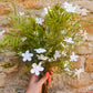 Faux White Bellflower Arrangment - The Barn Shed