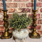 Worn brass look candlestick - The Barn Shed